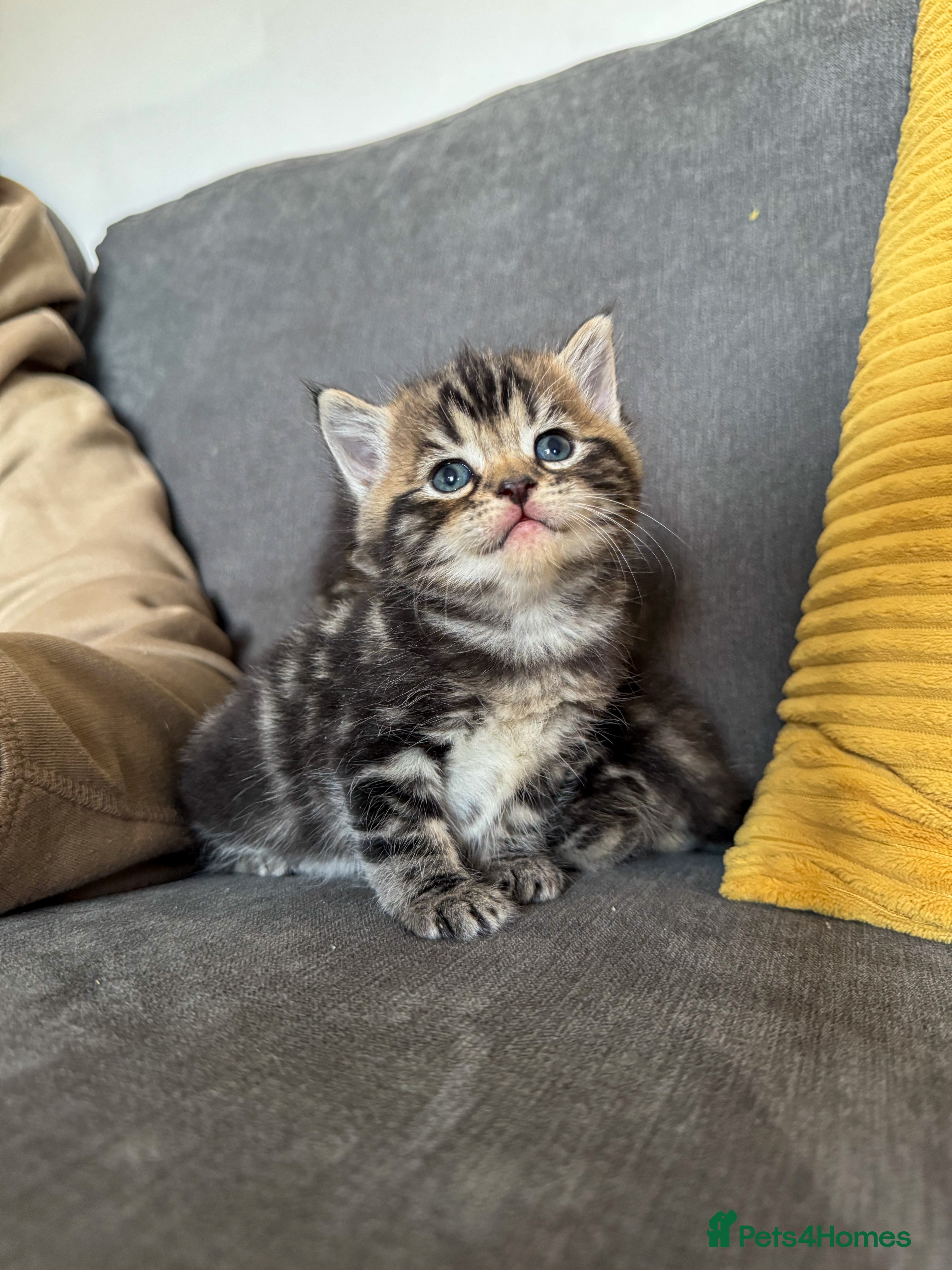 Ragdoll cats Ragdoll cross kittens  - Advert 5