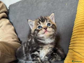 Ragdoll cats Ragdoll cross kittens - Advert 5