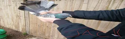 Pigeons birds for sale: 5 Pet Fantail Pigeons  in Goole - Advert 4