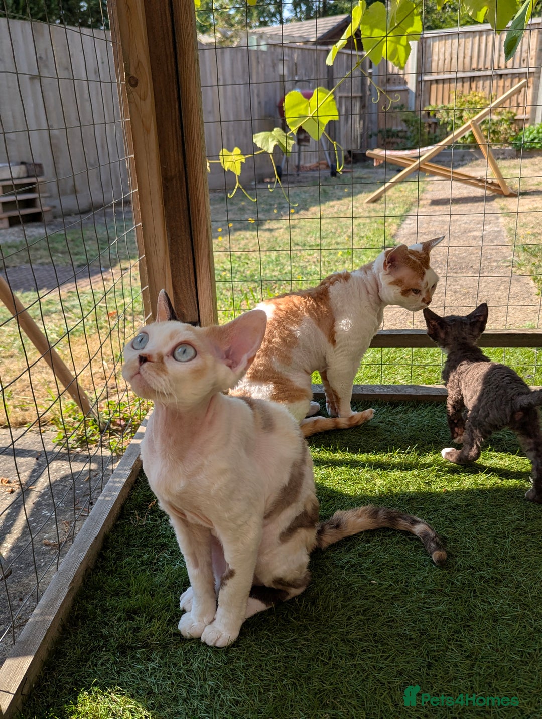 Devon Rex cats for sale: ✨Stunning Devon Rex girl- available now - Image 4