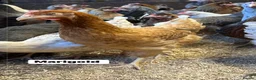 Chickens poultry for sale: Point of lay hens in a wide range of breeds  - Advert 13