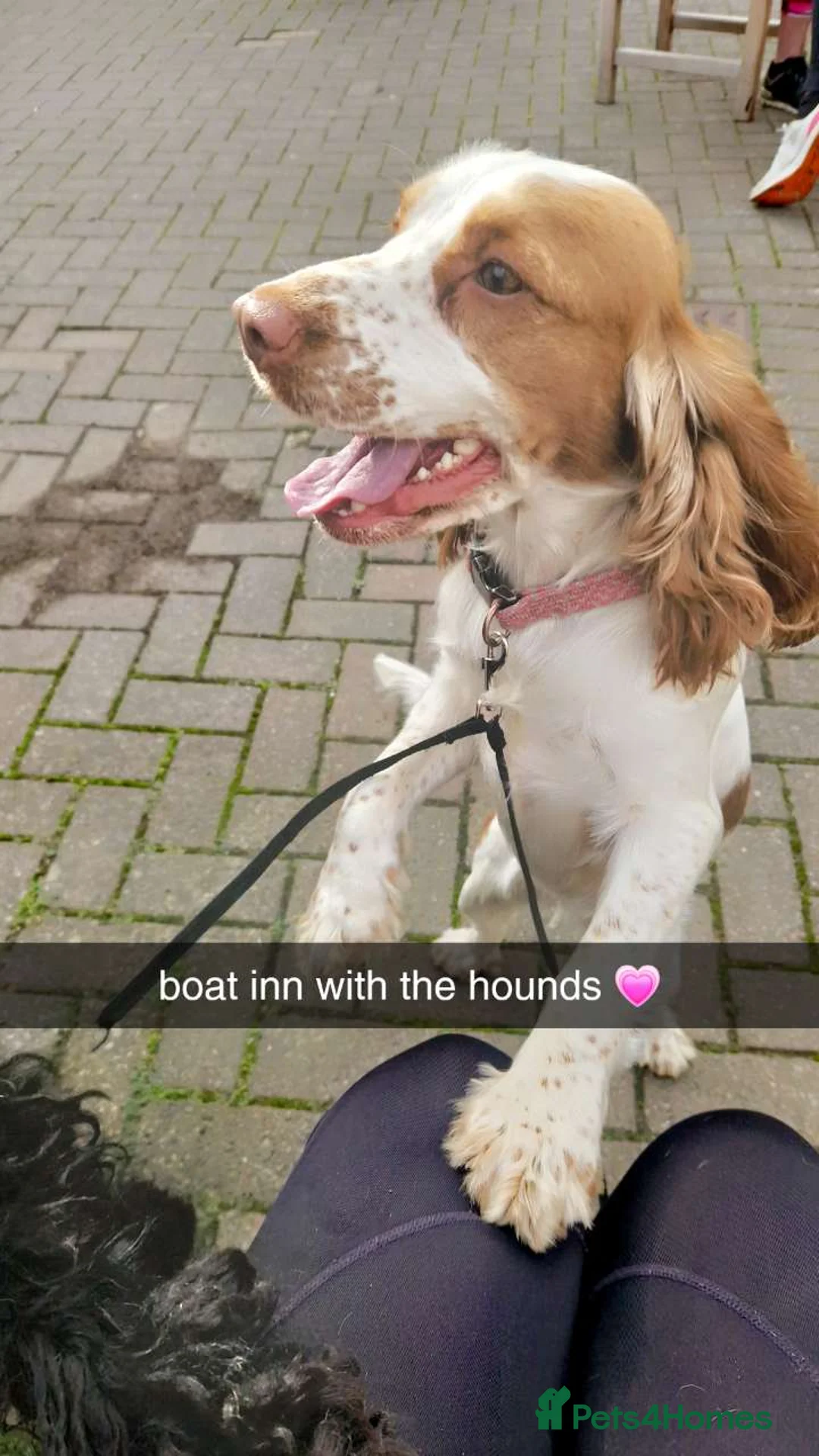 Cocker Spaniel dogs for sale: !!KC Registered Beautiful Cocker Spaniels!!!  - Advert 2