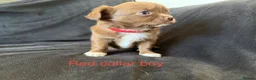 Chihuahua dogs for sale: Beautiful Litter of Long Coat Chihuahua Puppies - Advert 12