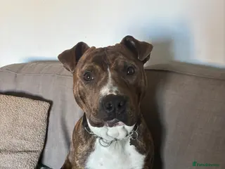 Staffordshire Bull Terrier dogs 10 month old male Staffy cross - Advert 1