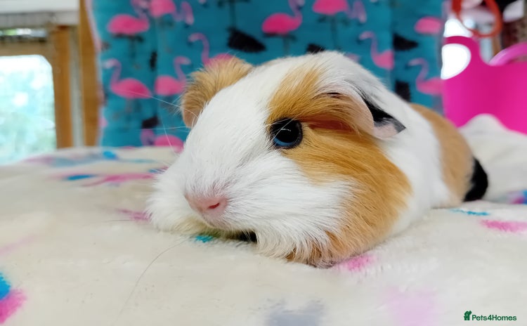 Guinea Pig rodents - Advert 3