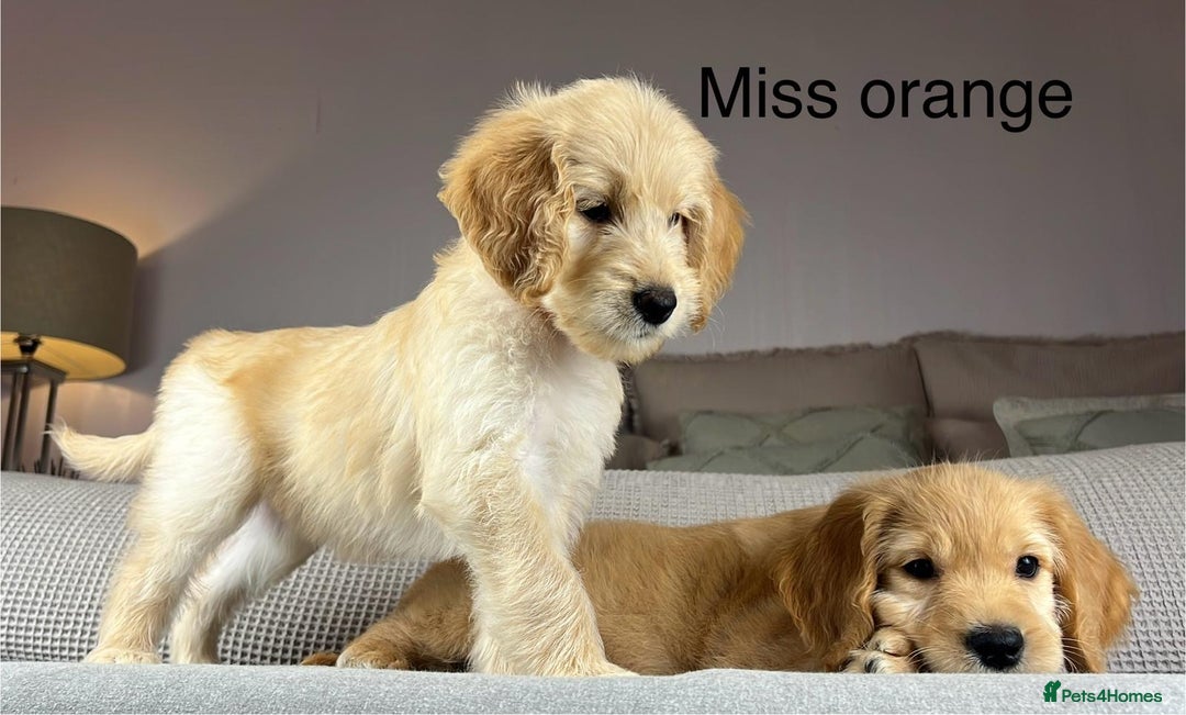 Goldendoodle dogs for sale: ABSOLUTELY GORGEOUS DOODLES  - Advert 15