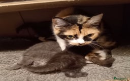 Maine Coon cats for sale: Maine coon x short haired kittens  - Advert 2