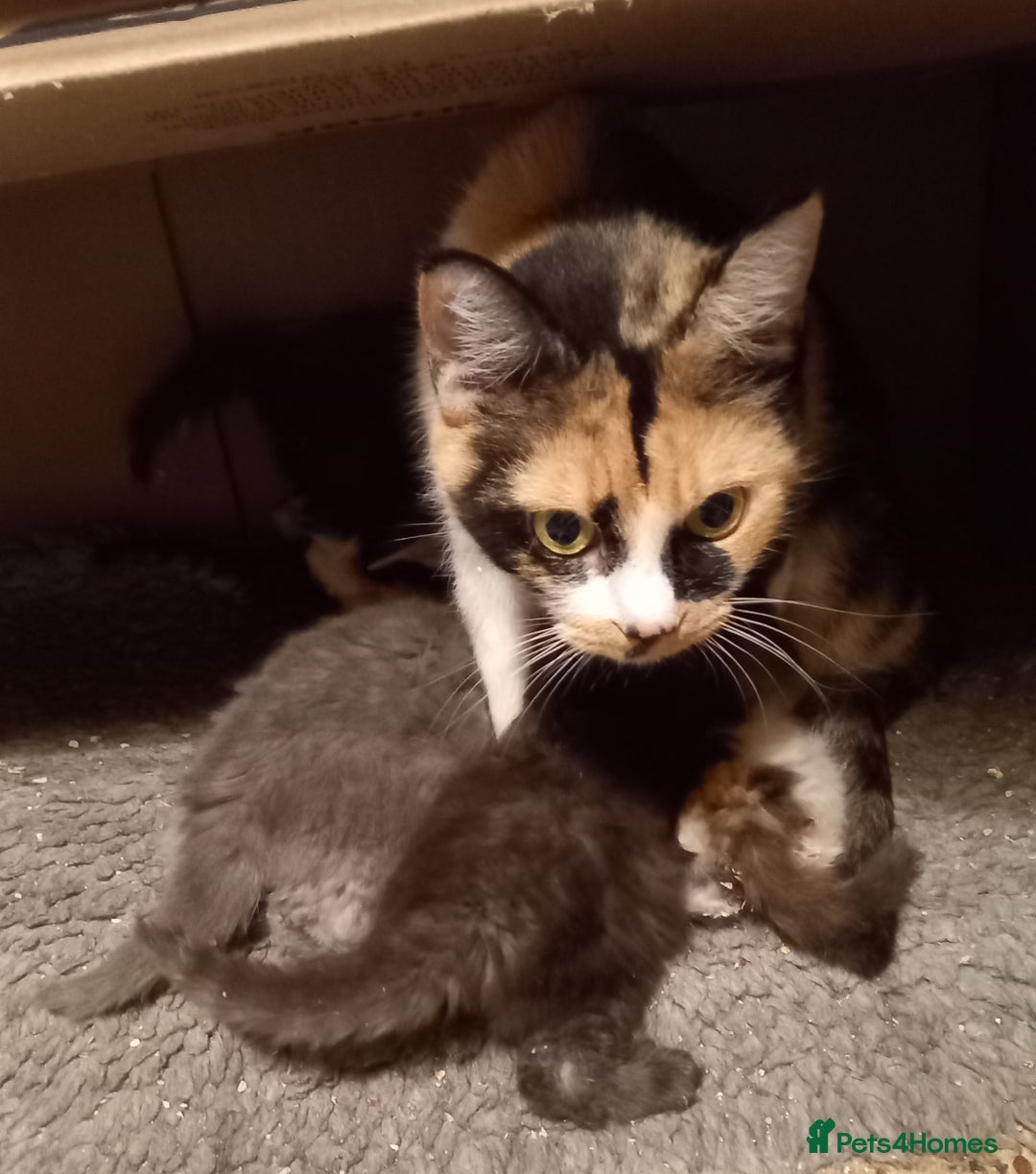 Maine Coon cats for sale: Maine coon x short haired kittens  - Advert 2