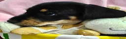 Mixed Breed dogs for sale: Daschund X Schnauzer puppies  - Advert 27