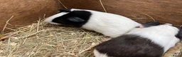 Guinea Pig rodents for sale: Female - sow Dutch guinea pigs - Advert 3