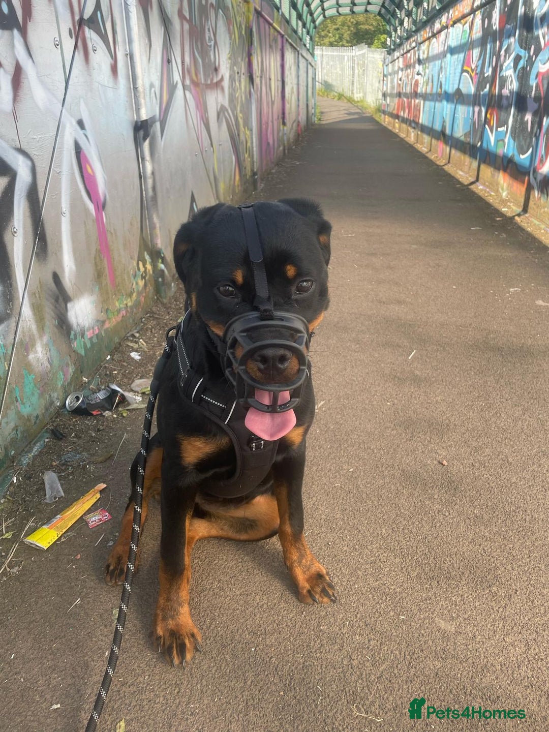 Rottweiler dogs for sale: Rottweiler called Dior  - Image 2