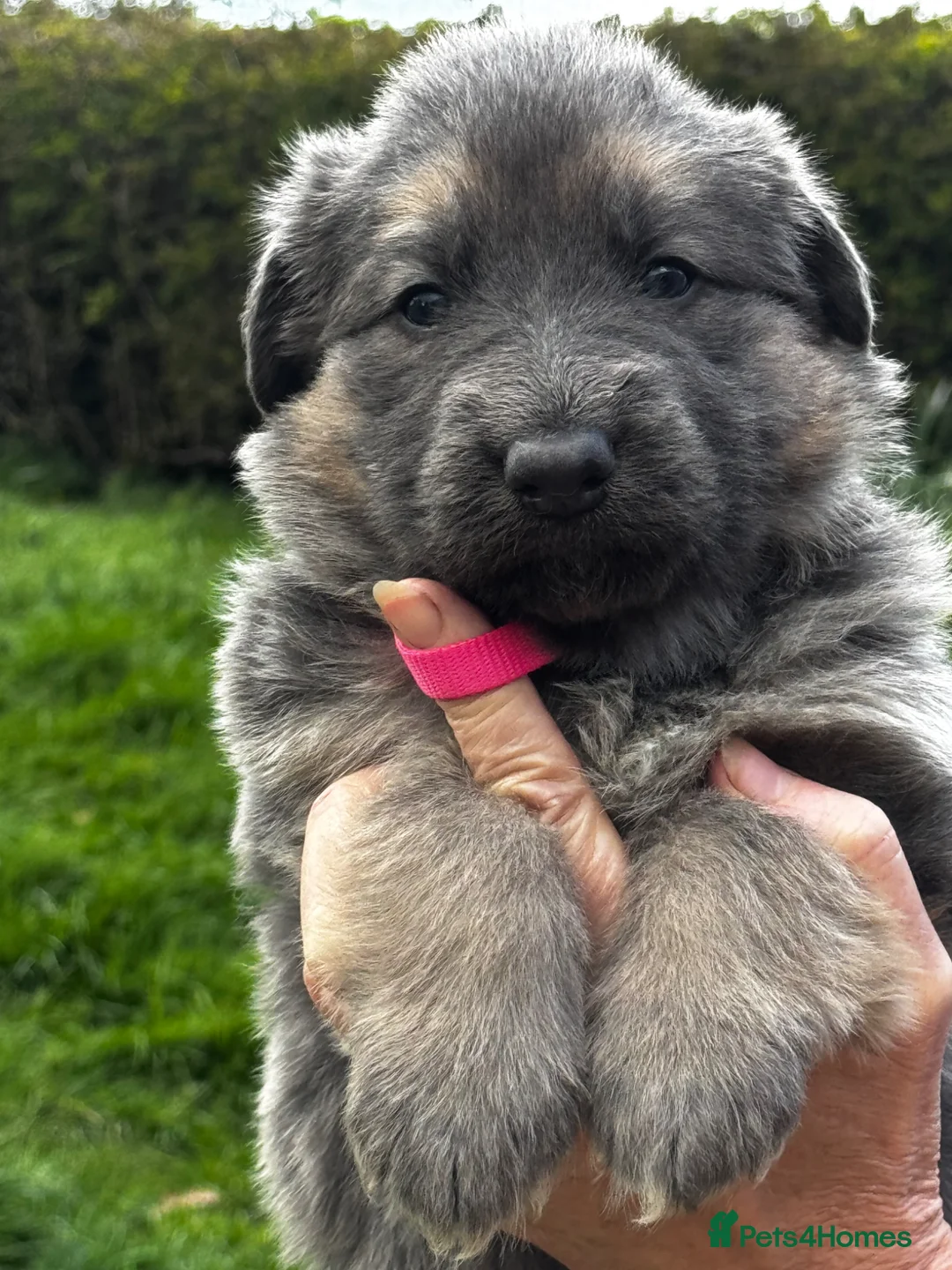 German Shepherd dogs for stud: ⭐️ KC reg proven GSD ⭐️ - Advert 6