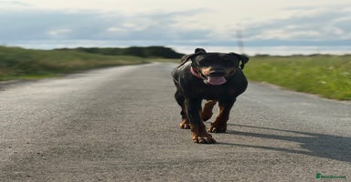 Dobermann dogs - Advert 9