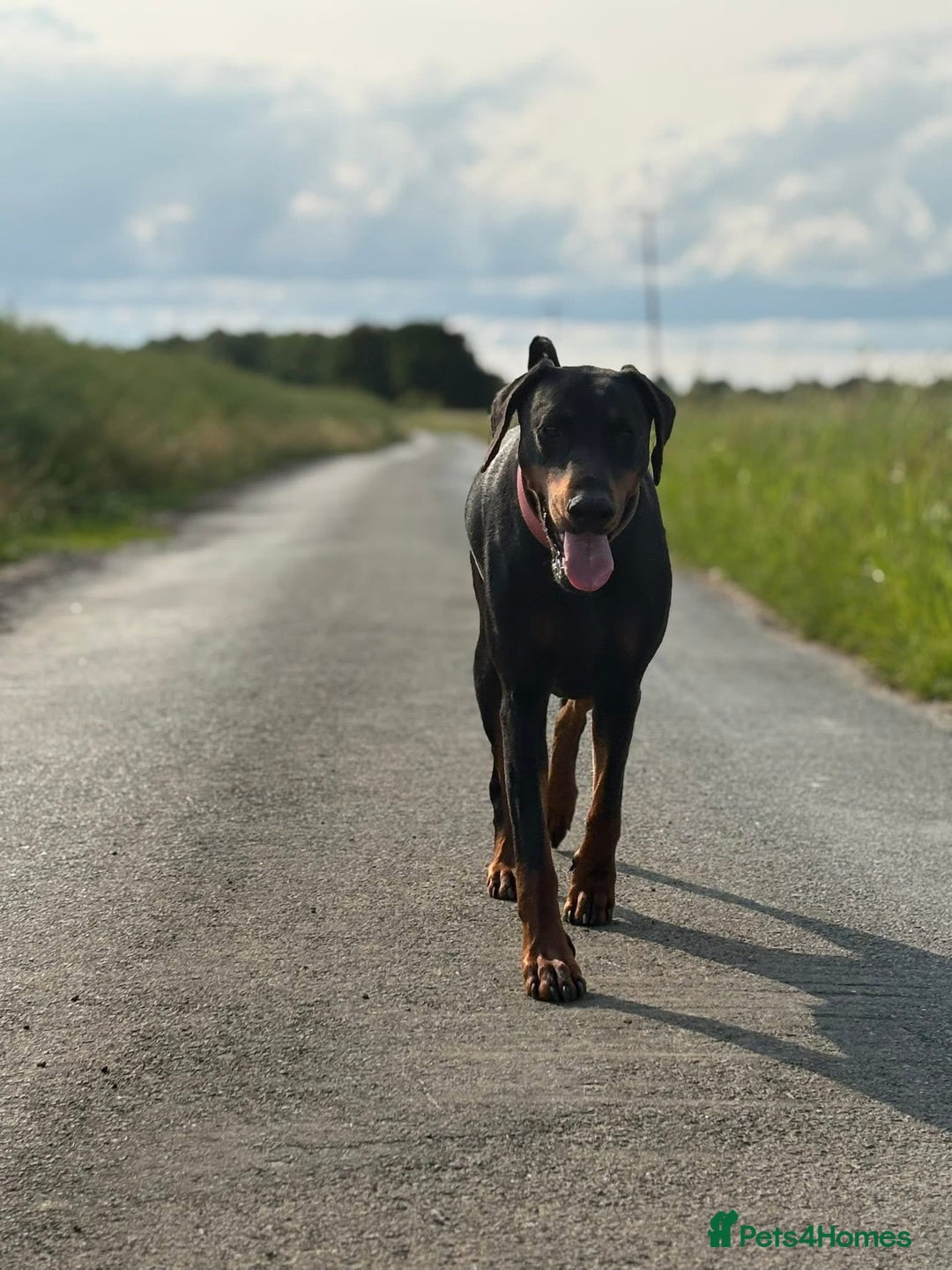 Dobermann dogs for sale: Beautiful European KC reg Doberman Puppies - Image 3