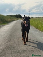 Dobermann dogs - Advert 11