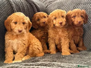 Cockapoo dogs Cockapoo puppy's ready now - Advert 8