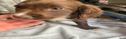 Sprocker dogs for sale: Sprocker puppies  - Advert 2