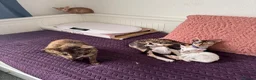 Oriental cats for sale: Beautiful oriental kittens  - Advert 13
