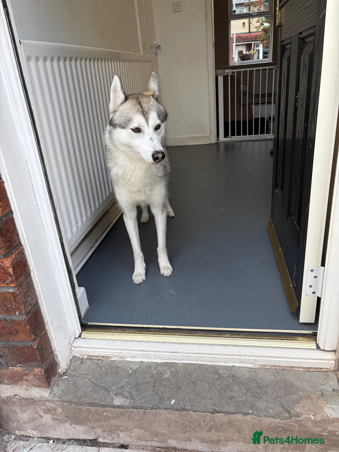 Siberian Husky dogs for sale: Male Siberian husky  in Leigh - Advert 2