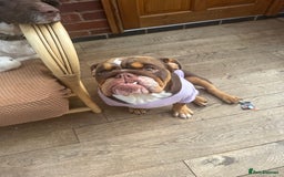 English Bulldog dogs for sale: 💕 Beautiful English Bulldog - Image 3