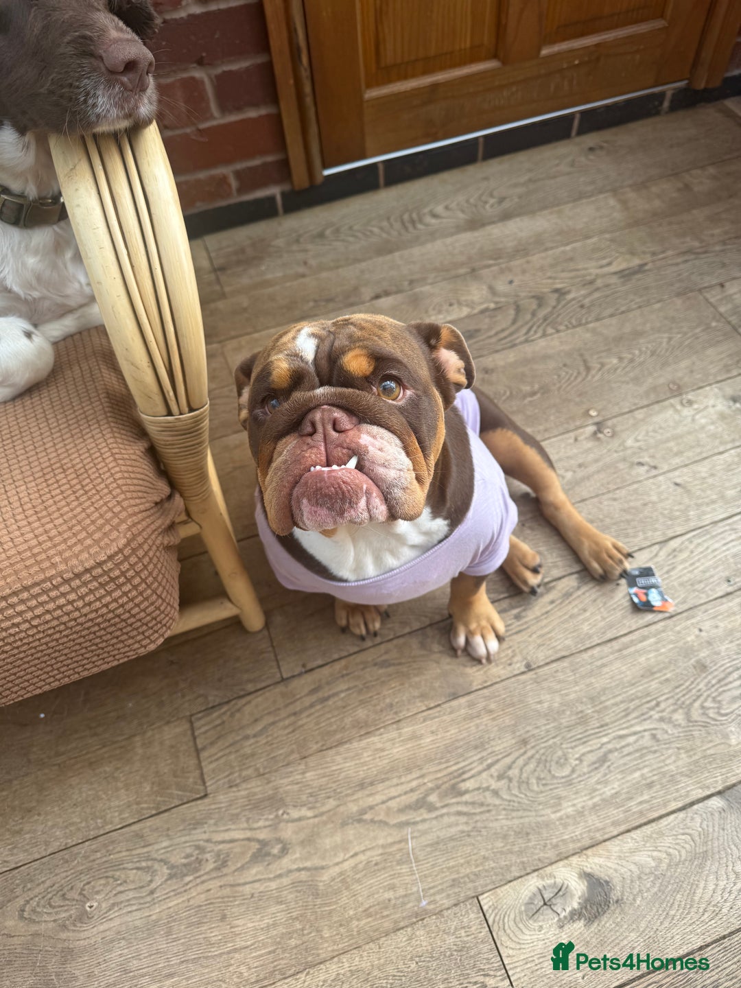 English Bulldog dogs for sale: 💕 Beautiful English Bulldog - Image 3