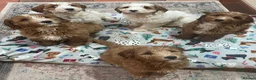 Australian Labradoodle dogs for sale: 100% Genuine Australian Labradoodle Puppies  - Advert 6
