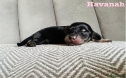 Miniature Dachshund dogs for sale: Exceptional Show Quality KC Miniature Dachshunds! - Image 3