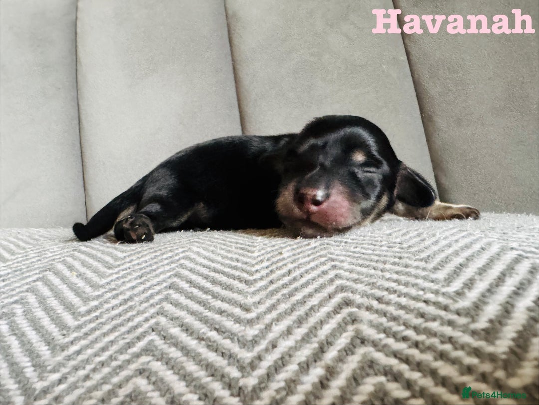 Miniature Dachshund dogs for sale: Exceptional Show Quality KC Miniature Dachshunds! - Image 3
