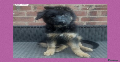 German Shepherd dogs - Advert 6