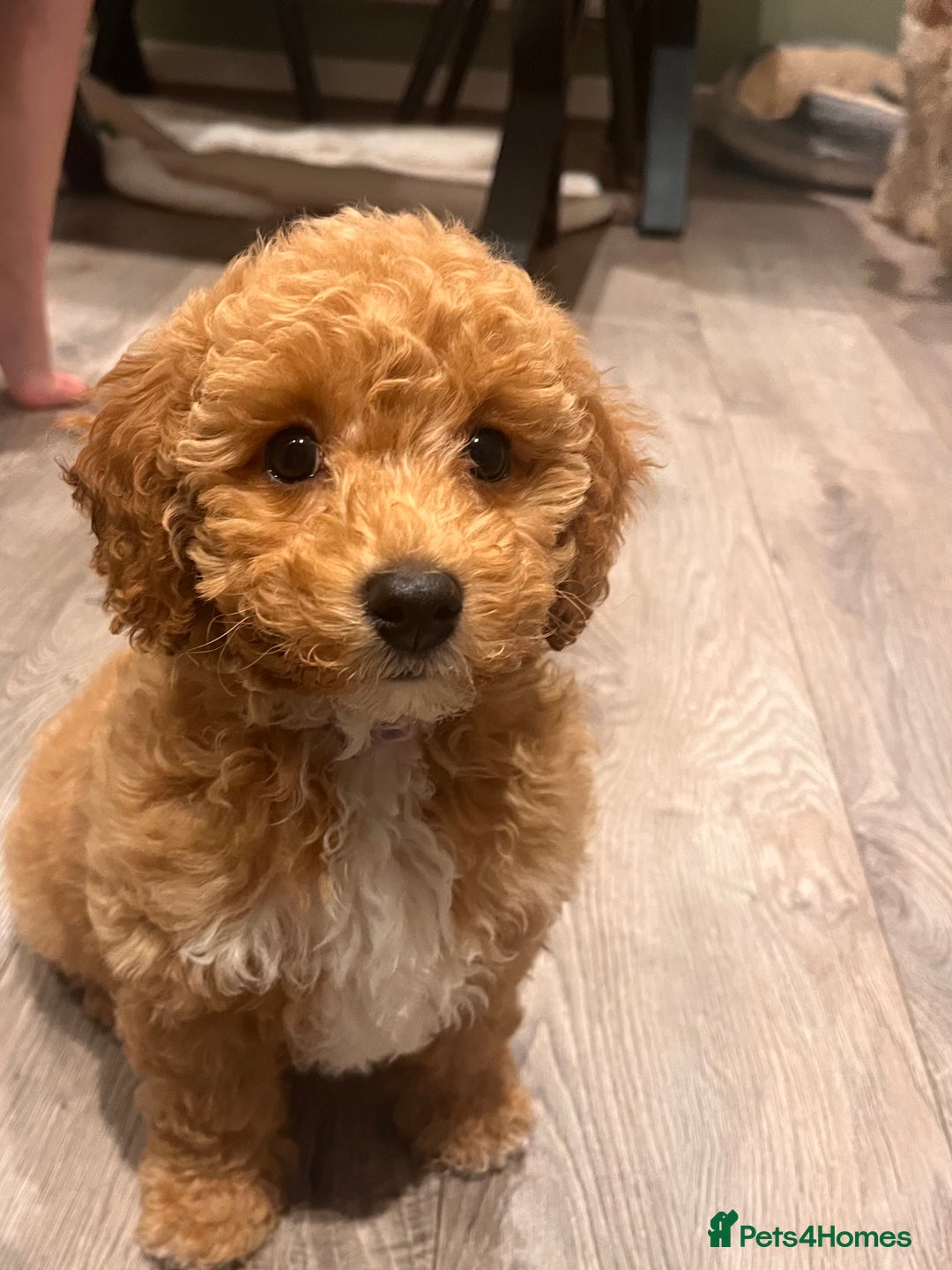 Cavapoo dogs for sale: Gorgeous Golden Cavapoo  - Advert 6