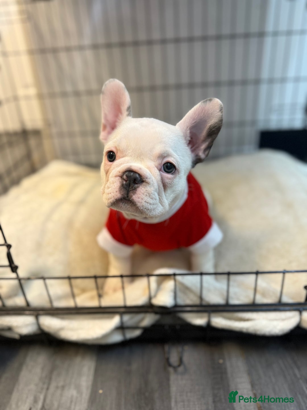 French Bulldog dogs for sale: 5 female French Bulldog –9 weeks old💙 🐾 - Advert 13