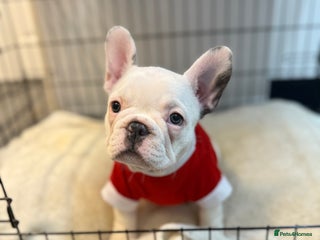 French Bulldog dogs 5 female French Bulldog –8 weeks old💙 🐾 - Advert 15