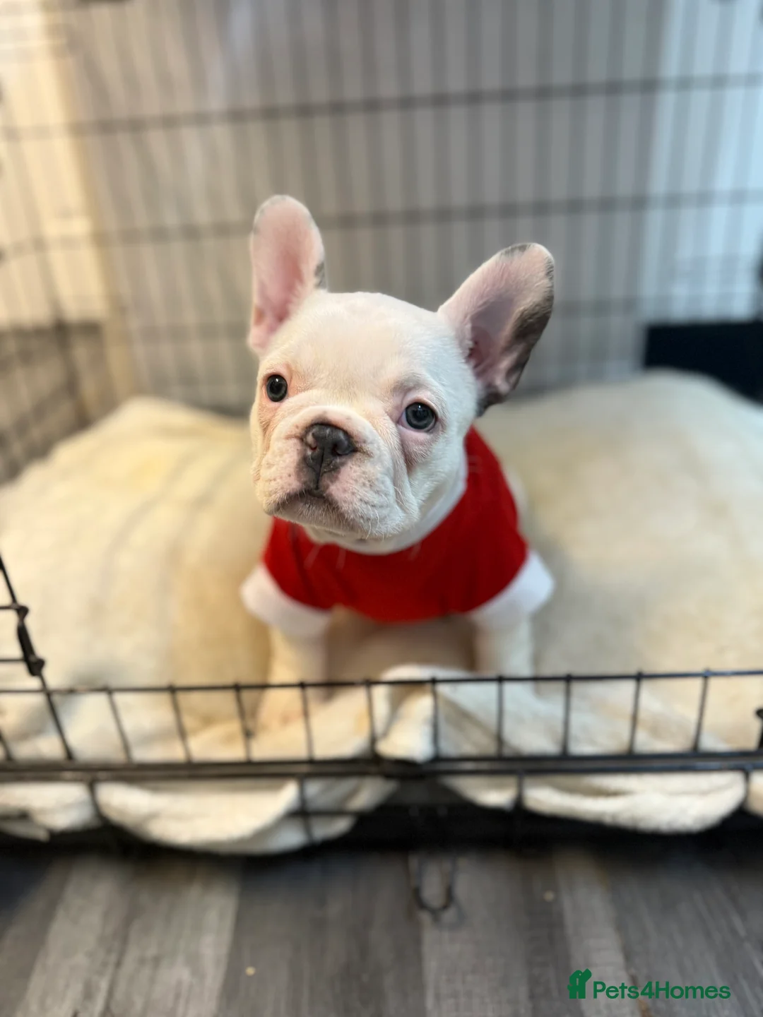 French Bulldog dogs for sale: 2 female French Bulldog –14 weeks old💙 🐾 - Advert 17