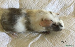 Guinea Pig rodents for sale: Skinny pig and smooth haired Guinea pigs - Image 21