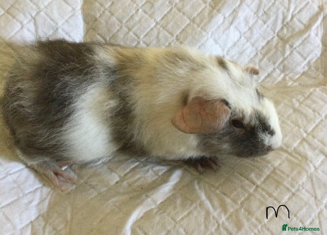 Guinea Pig rodents for sale: Skinny pig and smooth haired Guinea pigs - Image 21