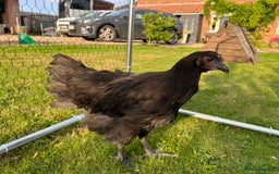 Chickens poultry for sale: Brahmas/Jersey giants - Image 3