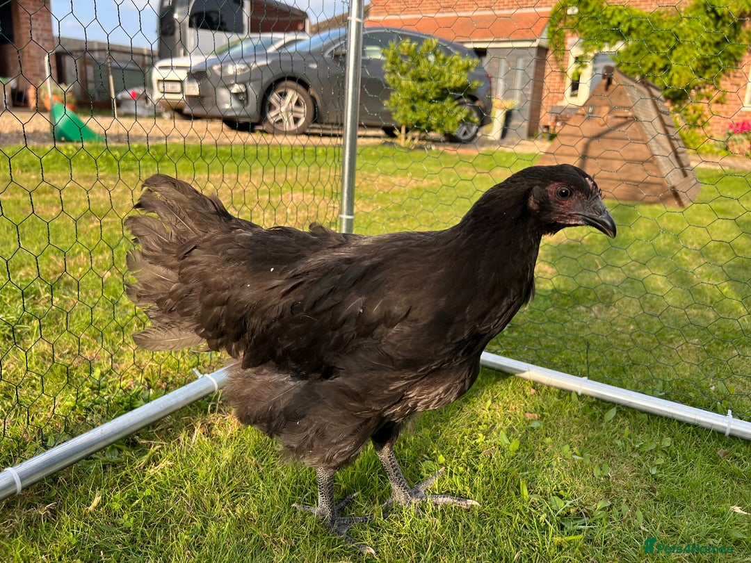 Chickens poultry for sale: Brahmas/Jersey giants - Image 3
