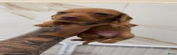 Miniature Dachshund dogs for sale: Cream & Chocolate Long Haired Carriers  - Advert 4