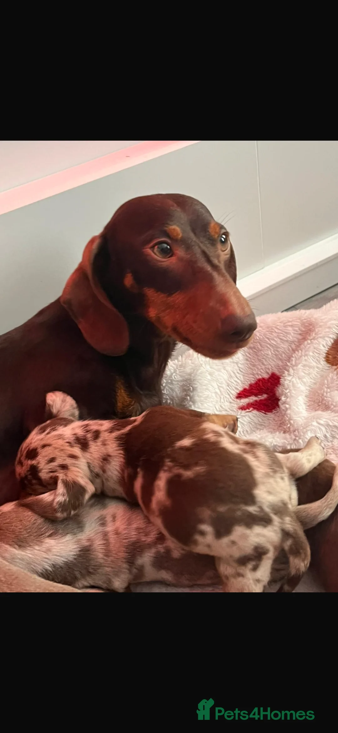 Miniature Dachshund dogs for sale: Miniature dachshunds 🩷🩵 - Advert 31