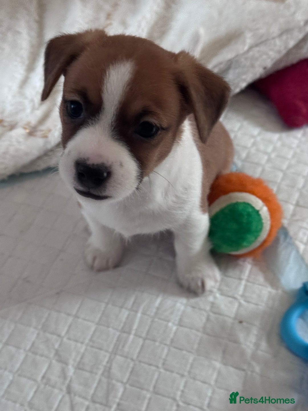 Jack Chi dogs for sale: Jack-chi puppies - Advert 8