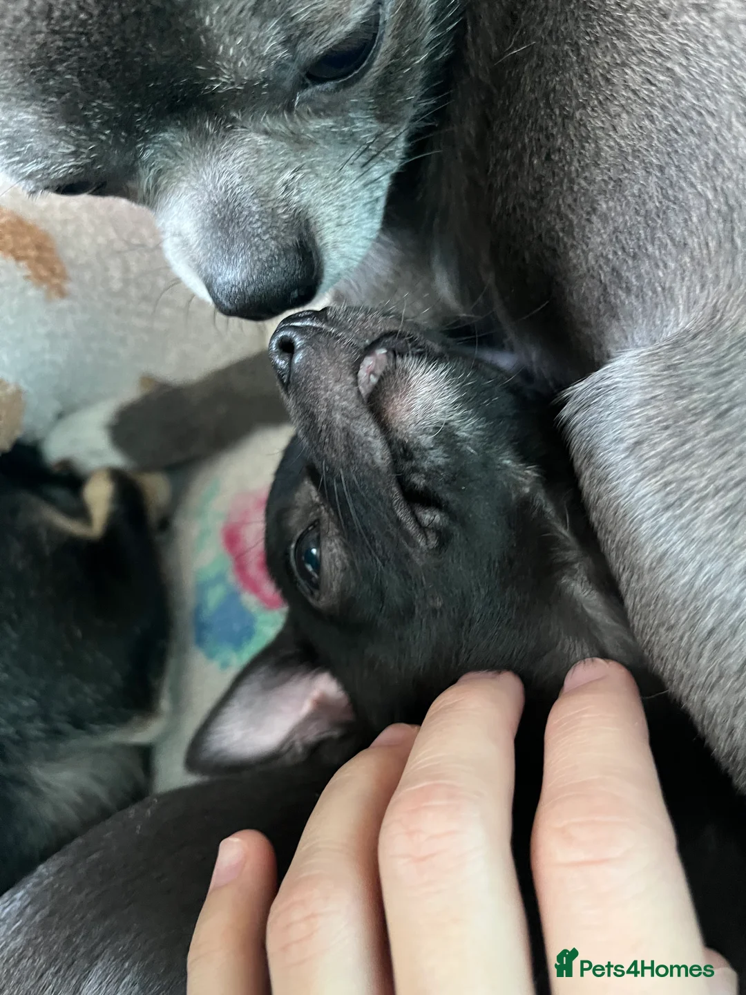 Chihuahua dogs for sale: Purebred Male Chihuahua Puppy - Advert 9