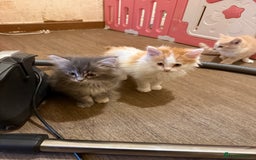 Maine Coon cats for sale: Half Maine coon kittens  - Image 6