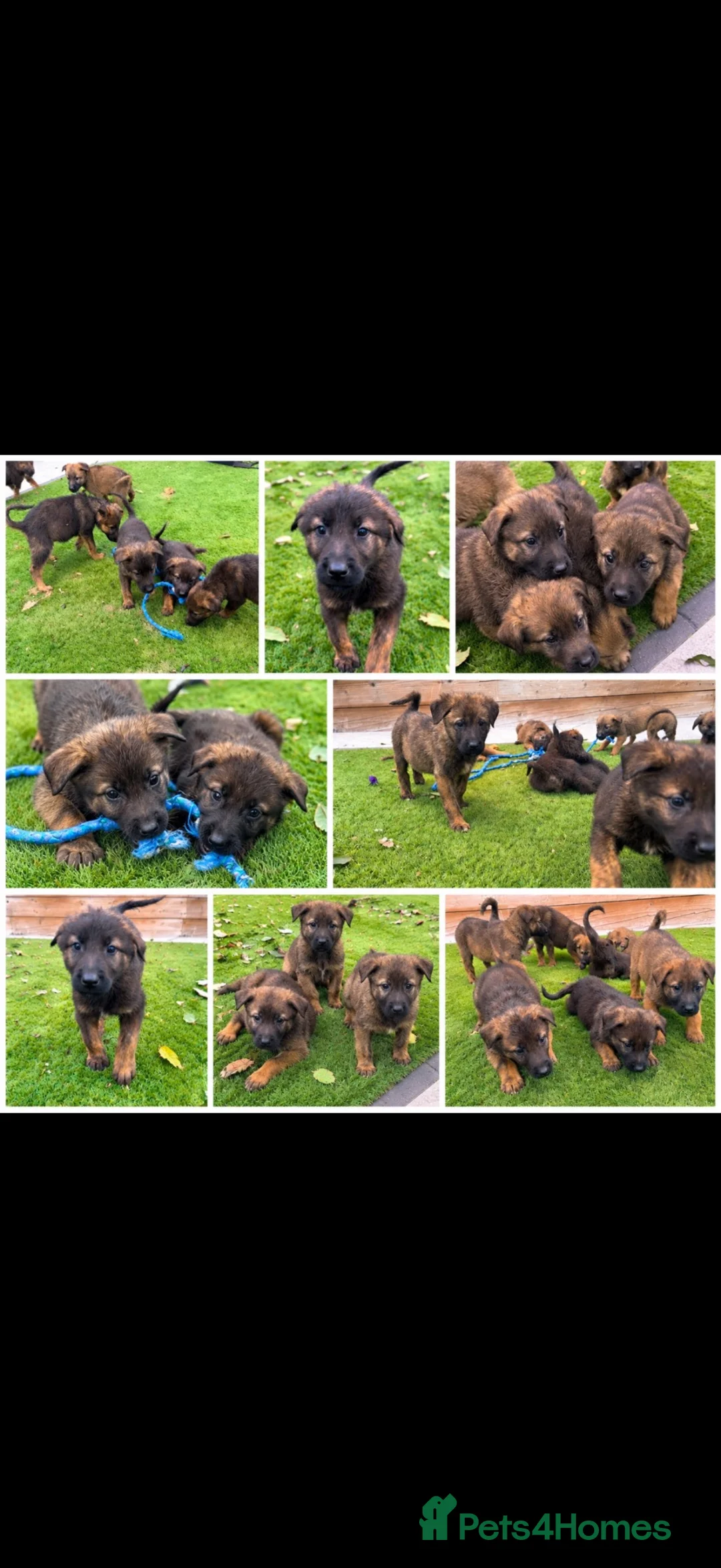 Mixed Breed dogs for sale: Belgian Shepard X caucasian Shepherd puppies - Advert 2