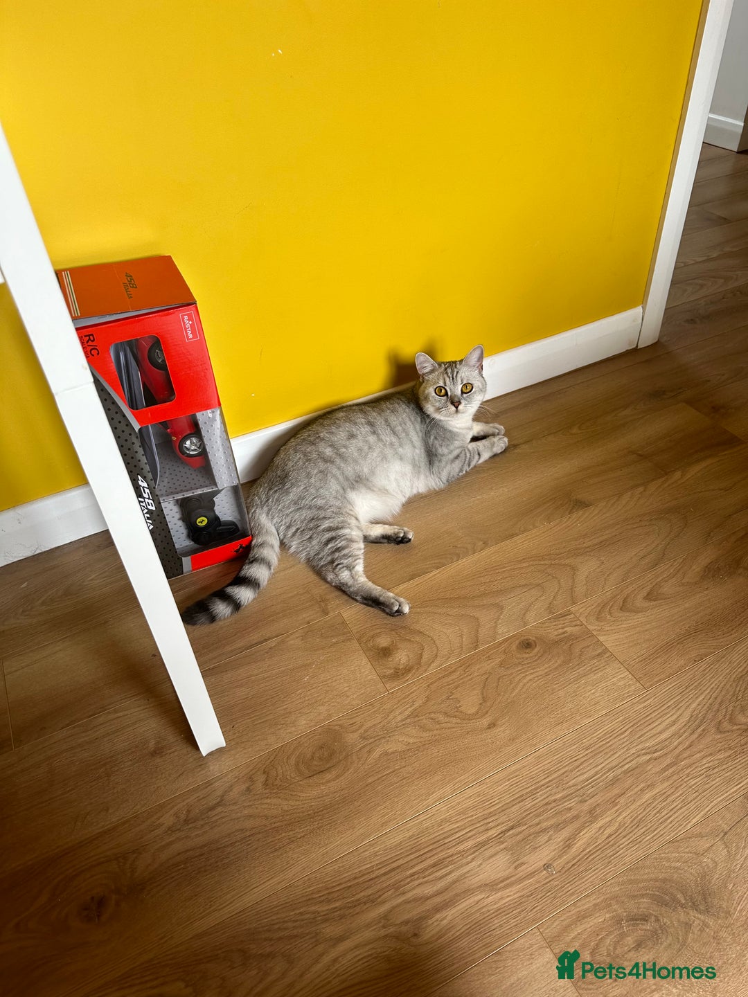 British Shorthair cats for sale: 2x British Shorthair - Advert 15