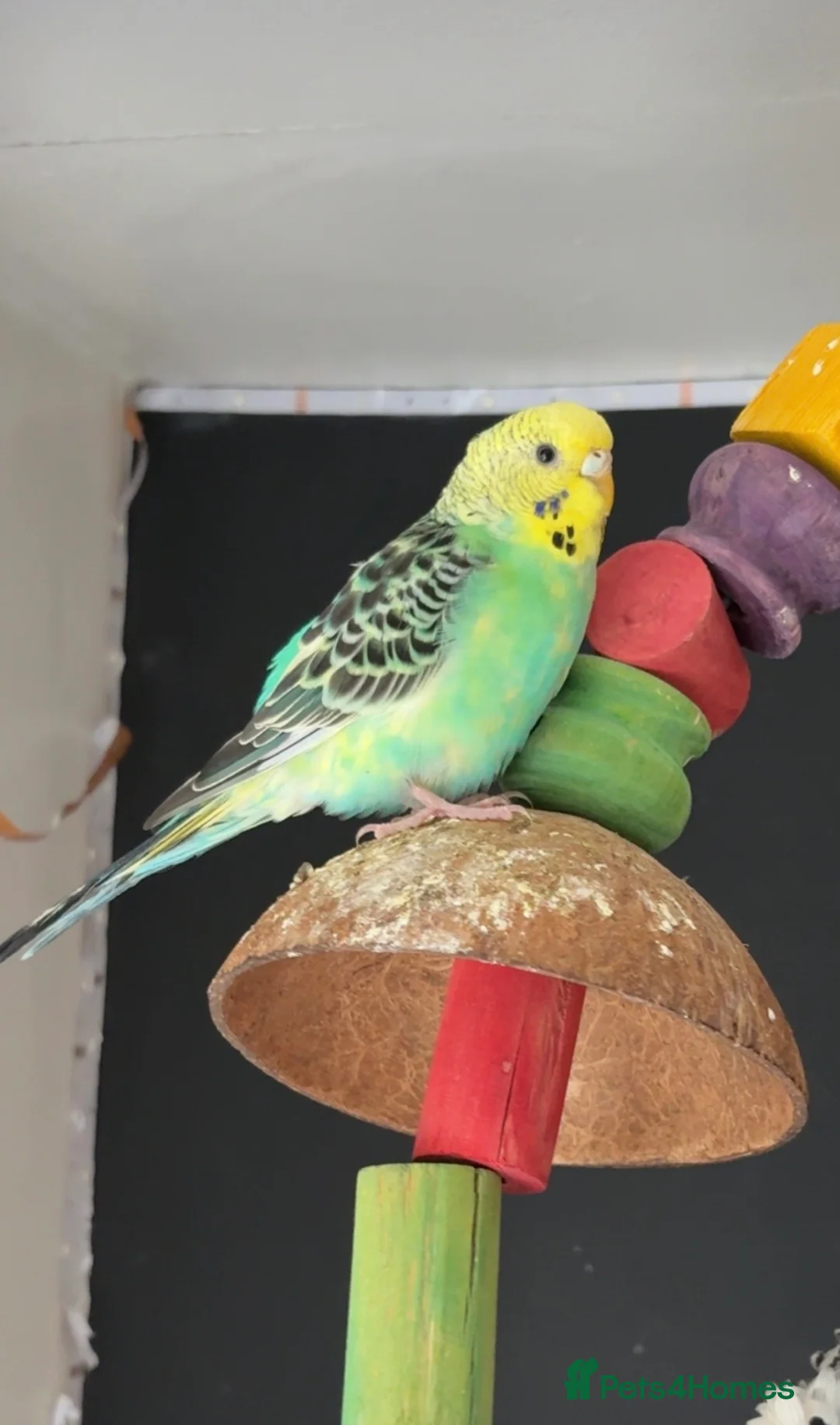 Budgerigars birds for sale: Budgie for sale between 6-10 months old  - Advert 6