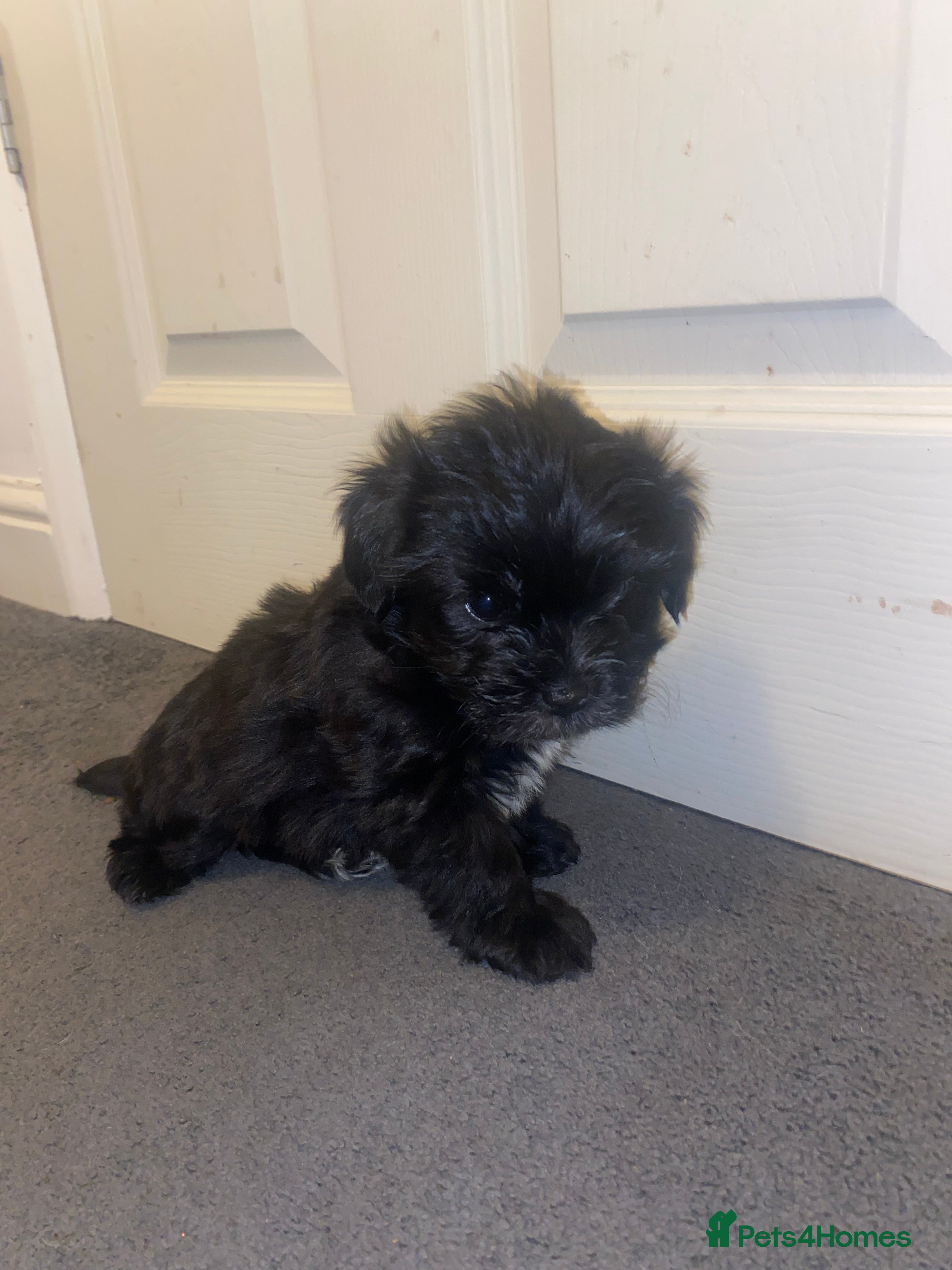 Mixed Breed dogs ONE MALE LEFT Gorgeous Shorkie’s ready in ONE WEEK - Advert 5