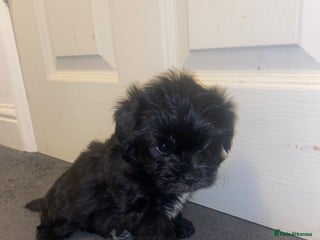 Mixed Breed dogs ONE MALE LEFT Gorgeous Shorkie’s ready in ONE WEEK - Advert 5