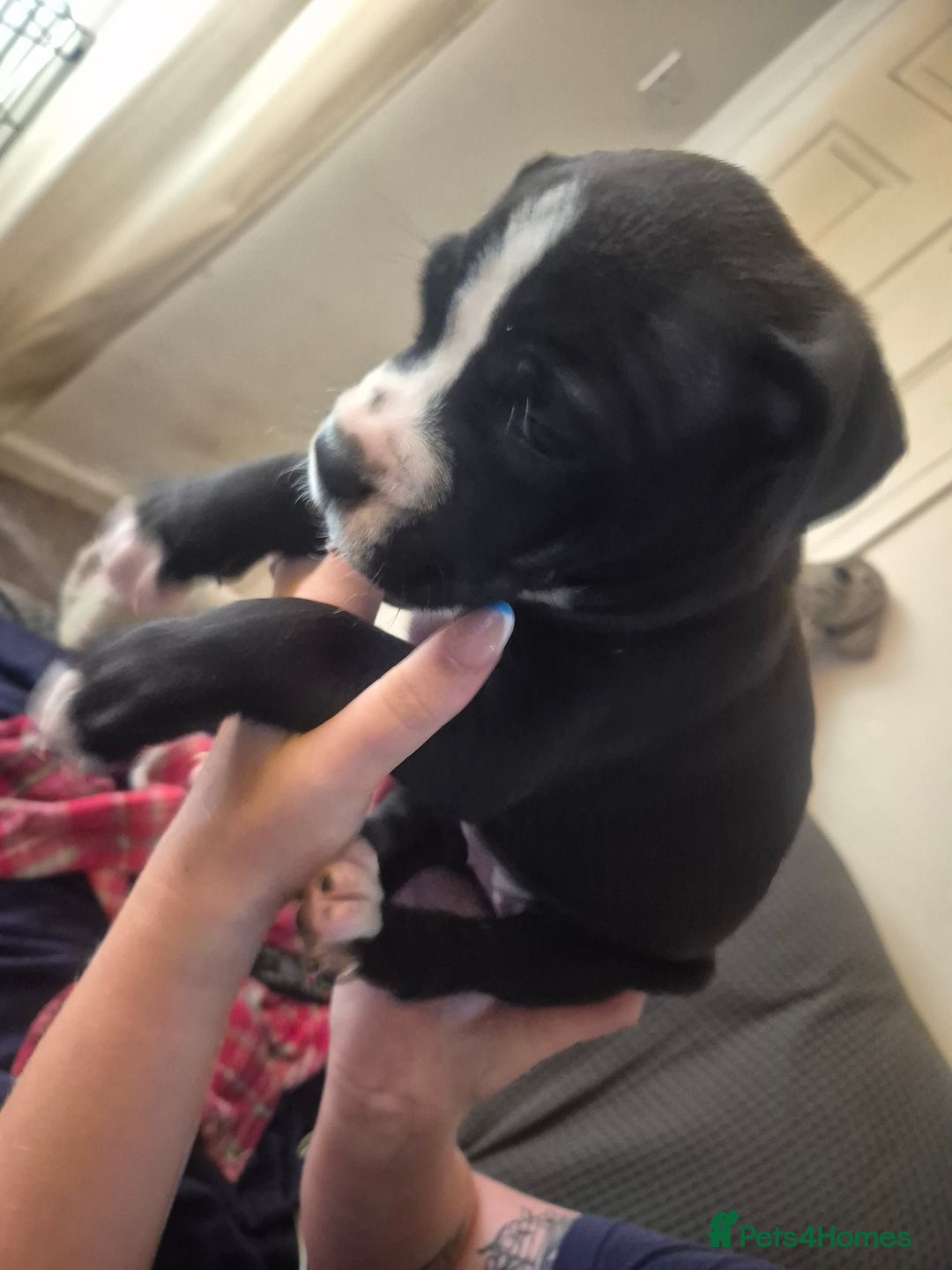 Mixed Breed dogs for sale: Litter of 7 beautiful puppies - Image 7