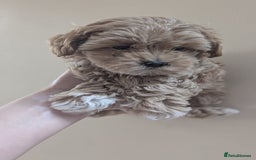 Maltipoo dogs for sale: Petite Maltipoos fully genetic health tested  - Image 10