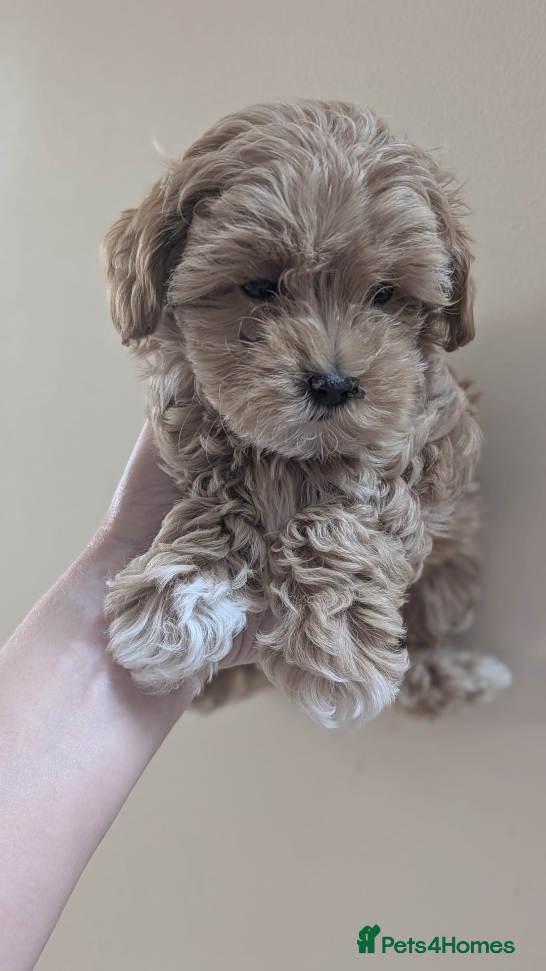 Maltipoo dogs for sale: Petite Maltipoos fully genetic health tested  - Image 10